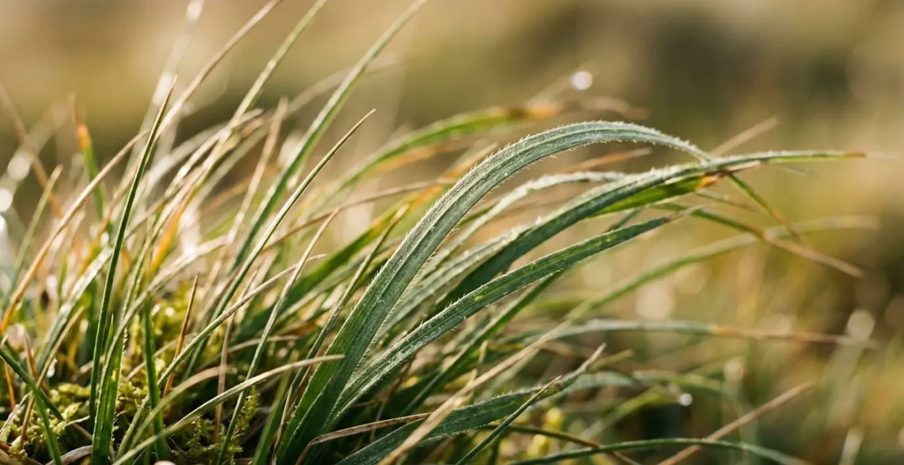 Indicateurs naturels visuels de la force du vent observables sur le terrain